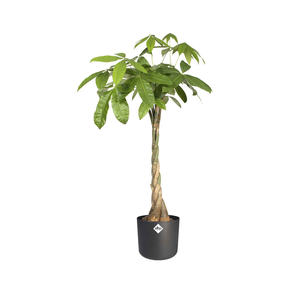 Verkoop Elho bloempot B.for soft rond antraciet - Binnenpot