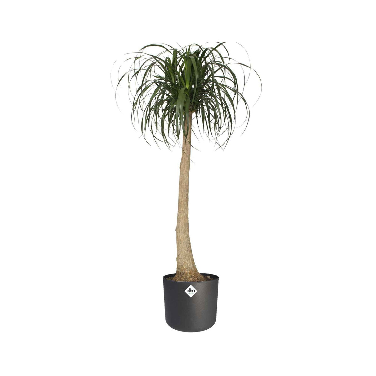 Verkoop Elho bloempot B.for soft rond antraciet - Binnenpot - Onderhoud en Materiaal 