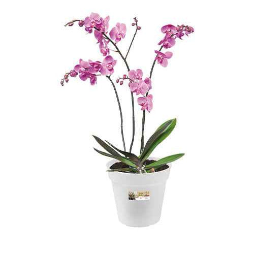 Elho Bloempot orchidee - Plantverzorging
