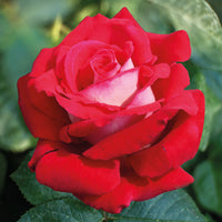 Roos 'Osiria' - Rosa Osiria - Tuinplanten