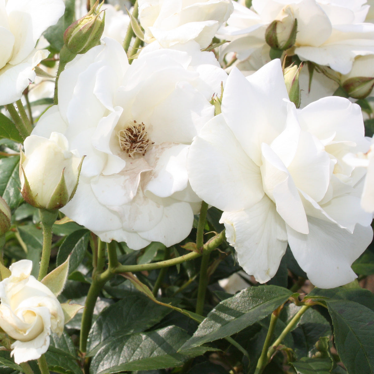 Rozen - Roos 'Iceberg' - Rosa iceberg
