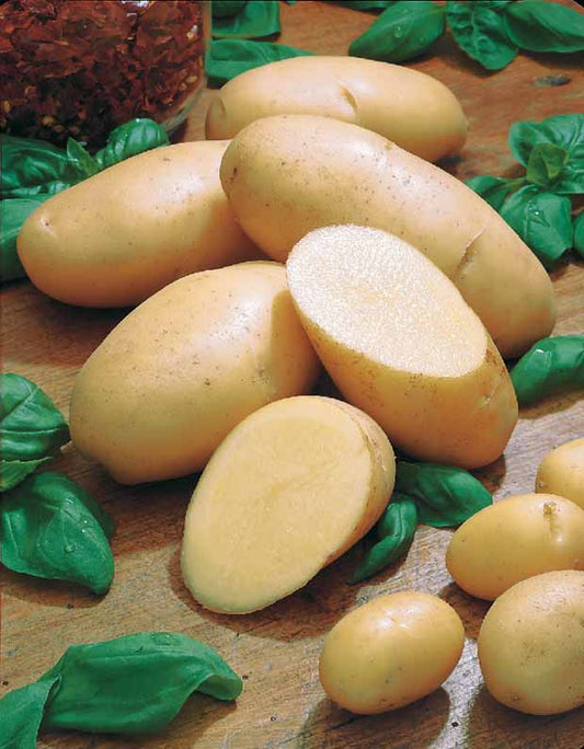 Aardappel 'Belle de Fontenay' - Solanum tuberosum belle de fontenay - Moestuin