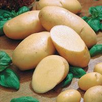 Aardappel 'Belle de Fontenay' - Solanum tuberosum belle de fontenay - Groente