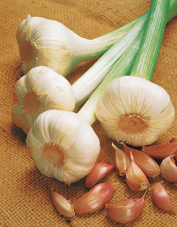 Roze knoflook 'Flavor' - Allium sativum flavor - Moestuin