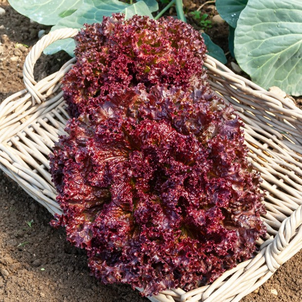 Lactuca sativa lollo rossa - Krulsla 'Lollo Rosso' - Slazaden