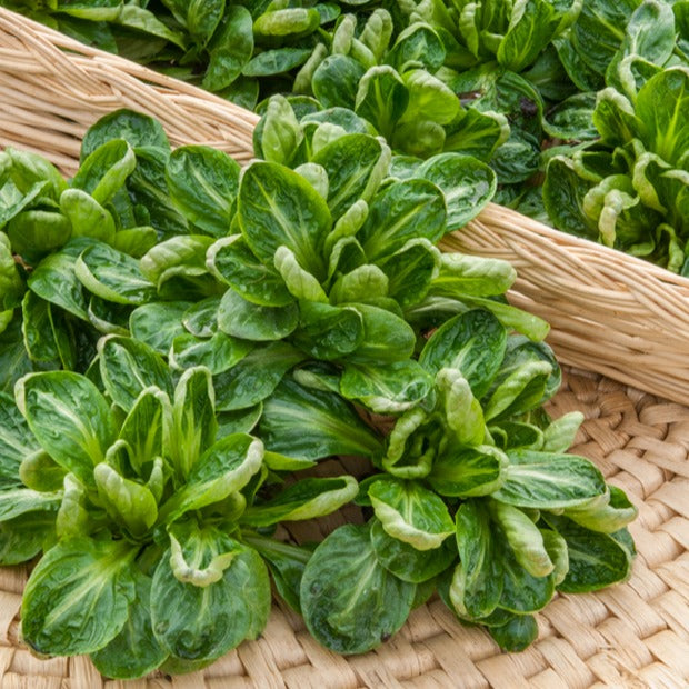 Kropsla 'Groene van Louviers' - Valerianella locusta coquille de louviers - Bakker
