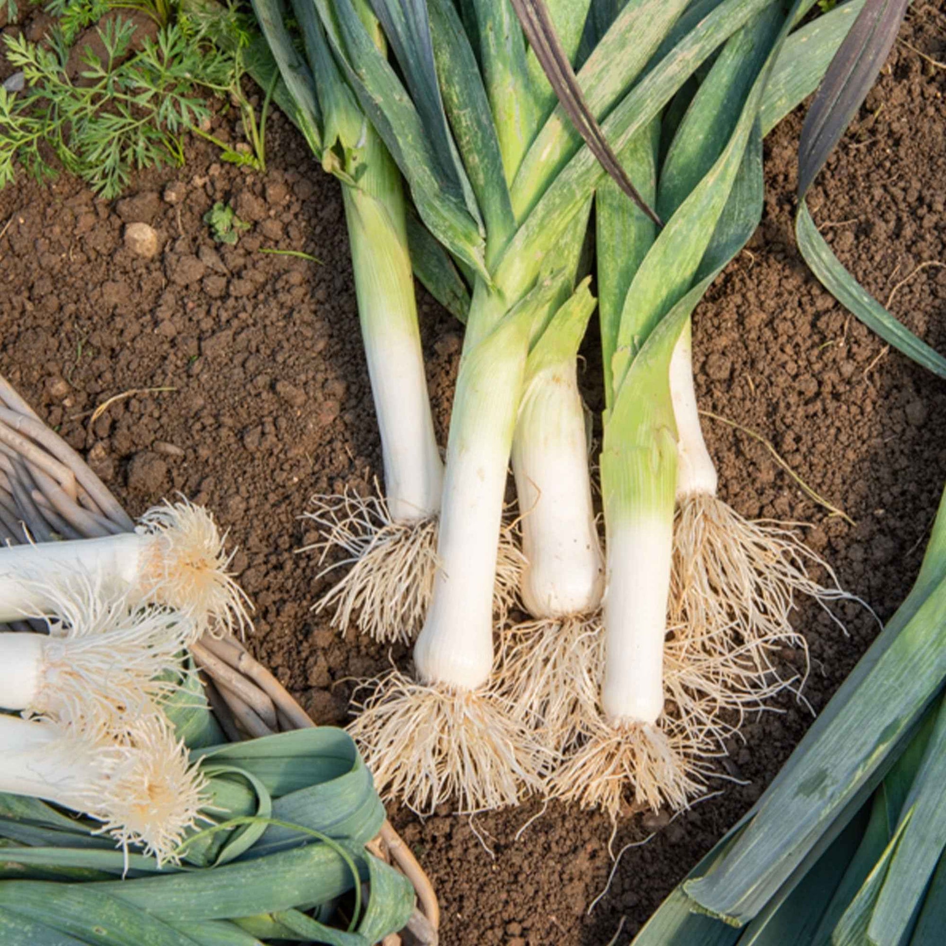 Winterprei 'Saint Victor' - Allium porrum d'hiver de saint victor - Moestuin