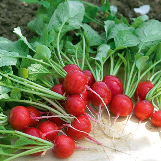 Kers radijs - Raphanus sativus cerise - Zaden