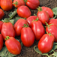 Roma tomaat VF - Solanum lycopersicum Roma VF - Bakker