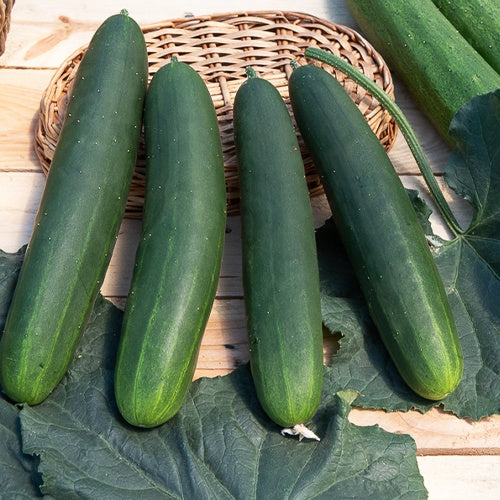 Komkommer 'Tanja' - Cucumis sativus tanja - Moestuin