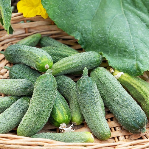 Augurk 'Petit de Paris' - Cucumis sativus vert petit de paris - Moestuin