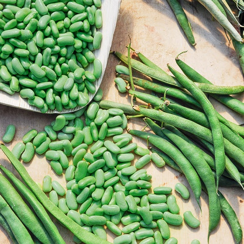 Zaden - Phaseolus vulgaris chevrier vert flagrano - Bakker