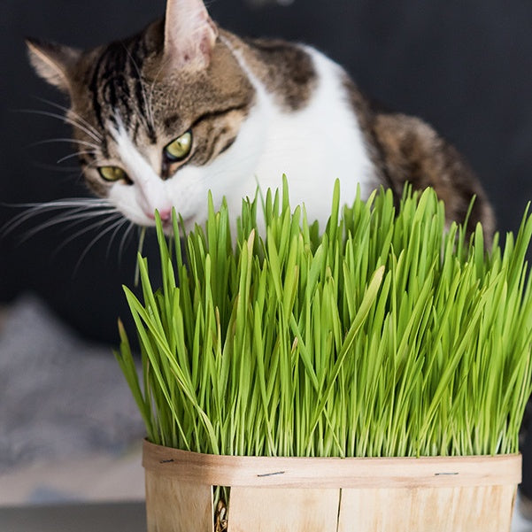 Gerst - Hordeum vulgare - Moestuin