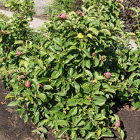 Beverboom 'Genie' - Magnolia Genie - Tuinplanten