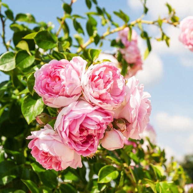 Klimroos 'Jasmina Korcentex' - Rosa jasmina korcentex - Rozen