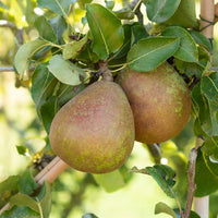 Perenboom 'Doyenné du Comice' - Pyrus communis Doyenné du Comice - Bakker