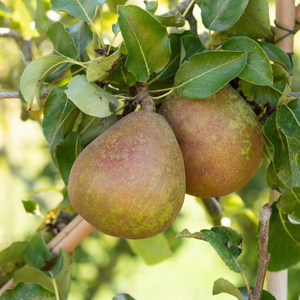 Perenboom 'Doyenné du Comice' - Pyrus communis Doyenné du Comice - Bakker