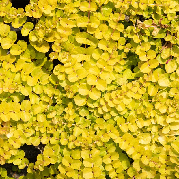 Bontbladige penningkruid 'Aurea' (x3) - Lysimachia nummularia aurea - Heesters en vaste planten