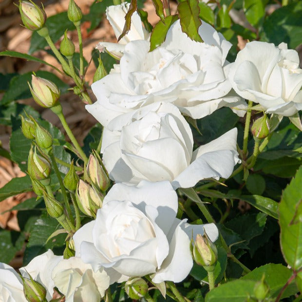 Stamroos 'Korbin' - Rosa korbin - Bakker