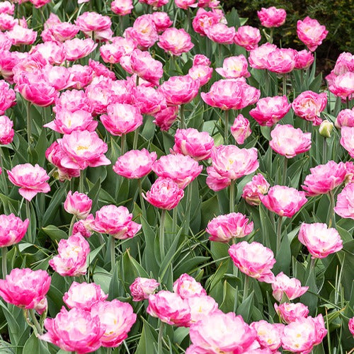 Dubbelbloemige tulp - roze (x10) - Tulipa pink size - Voorjaarsbloeiers