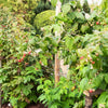 Framboos 'Sumo 2' (x2) - Rubus idaeus sumo 2 - Framboos