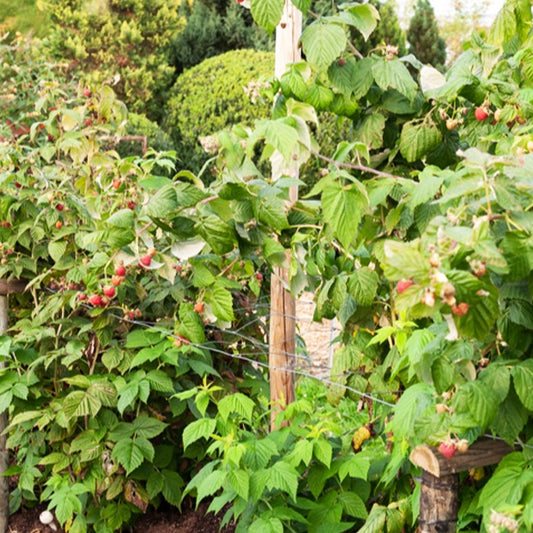 Framboos 'Sumo 2' - Rubus idaeus sumo 2 - Fruit