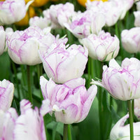 Pioentulpen 'Shirley Double' (x5) - Tulipa shirley double - Voorjaarsbloeiers