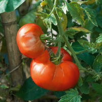 Tomaat 'Marmande' - Solanum lycopersicum marmande - Moestuin