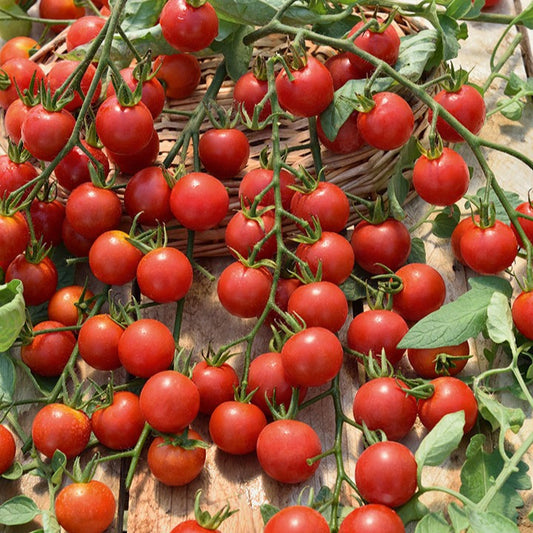 Tomaat 'Supersweet 100' - Solanum lycopersicum supersweet 100 - Moestuin