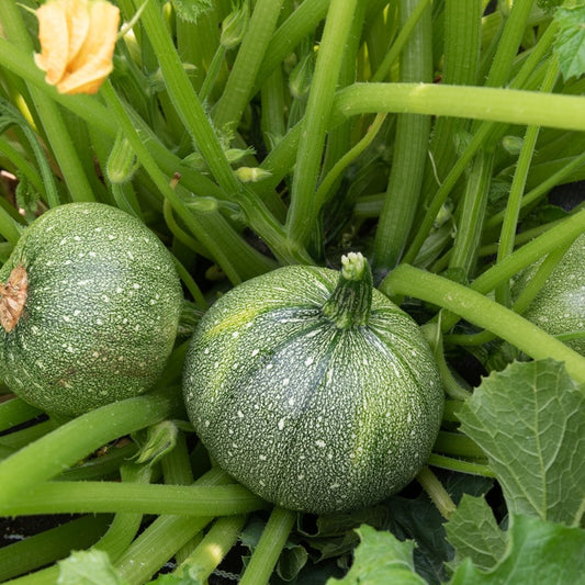 Courgette 'Ronde van Nice' - Cucurbita pepo ronde de nice - Moestuin