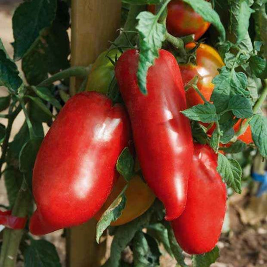 Tomaat 'Cornue des Andes - Bakker