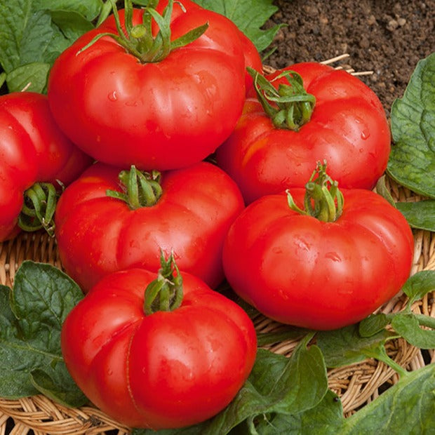 Tomatenzaden - Tomaat 'Marmande' zaden - Solanum lycopersicum marmande