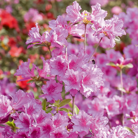 Japanse azalea - roze - Azalea japonica pink - Tuinplanten