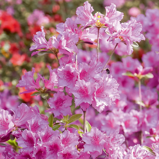 Japanse azalea - roze - Bakker