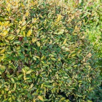 Olijfwilg - Eleagnus pungens maculata - Tuinplanten