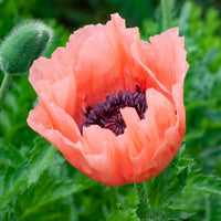 Oosterse klaproos 'Patty's Plum' - Papaver orientale pattys plum - Heesters en vaste planten