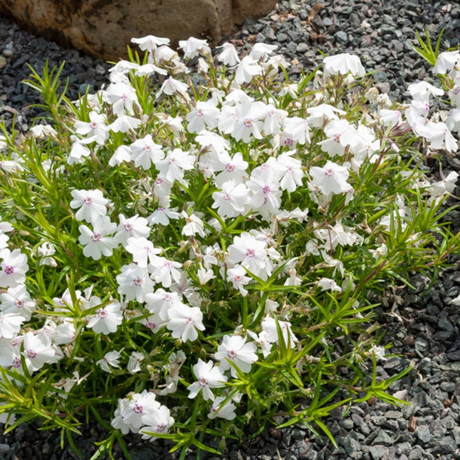 Vlambloem Maischnee (x3) - Bakker