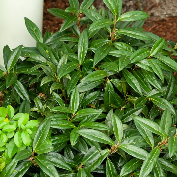 Vleesbes - Sarcococca hookeriana humilis - Terras- en balkonplanten