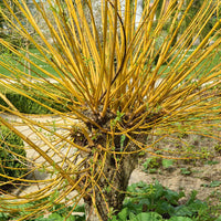 Katwilg - Salix viminalis - Heesters en vaste planten
