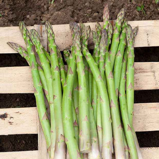 Asperge 'Voltaire' (x10) - Asparagus officinalis voltaire - Moestuin