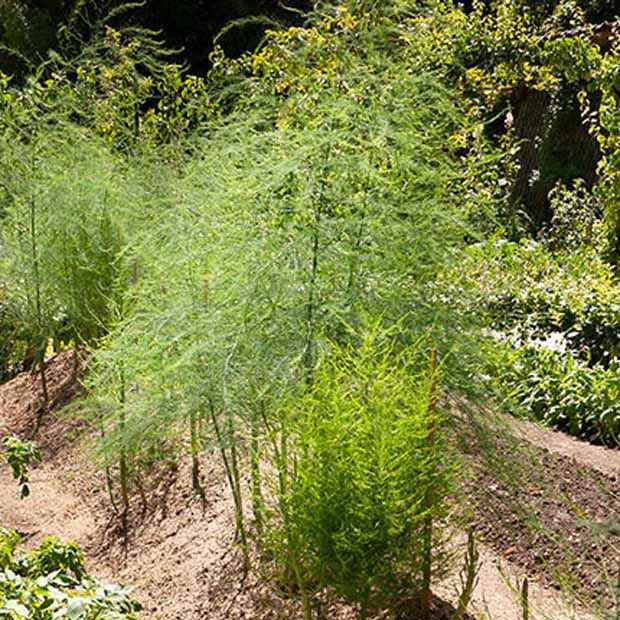 Asperge 'Voltaire' (x10) - Asparagus officinalis voltaire - Bakker