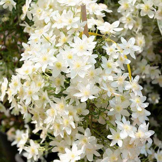 Bosrank 'Early Sensation' - Clematis Early Sensation - Bakker