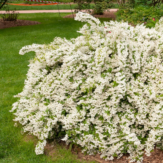 Deutzia Bruidsbloem - Bakker