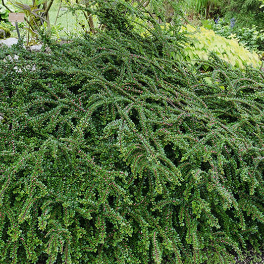 Vlakke dwergmispel - Cotoneaster horizontalis - Tuinplanten