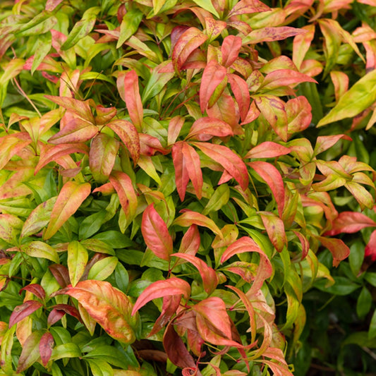 Hemelse bamboe - Nandina domestica - Plant eigenschap