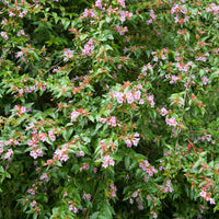 Abelia Edward Goucher - Abelia Edouard Goucher - Abelia