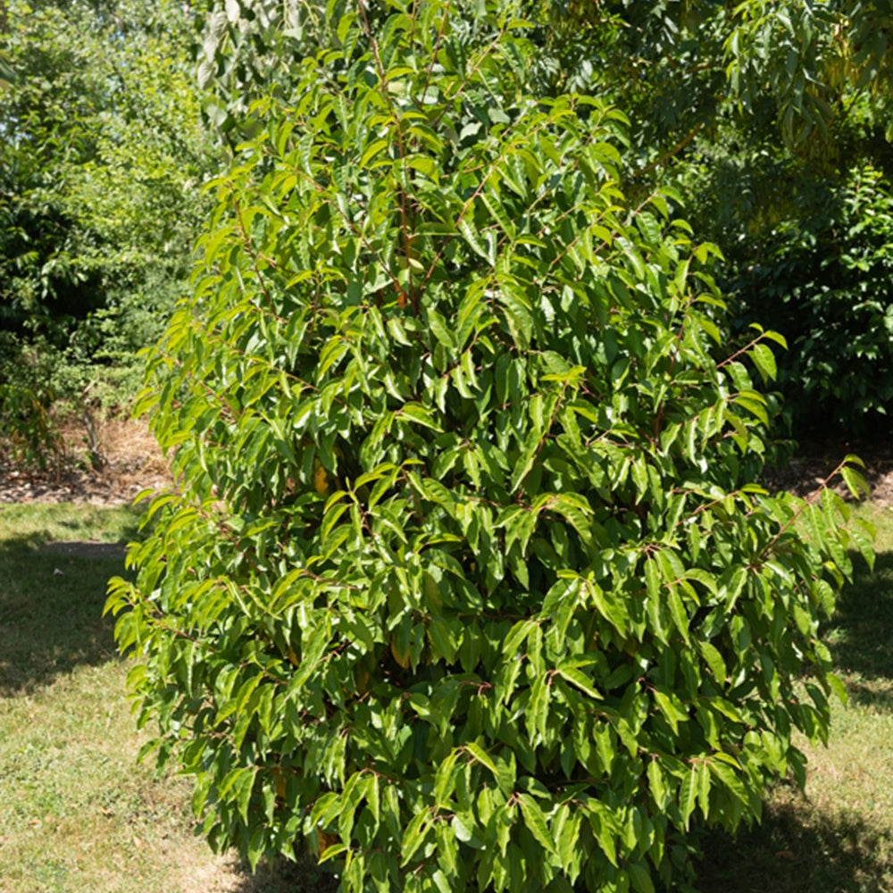 Portugese laurier - Prunus lusitanica - Heesters en vaste planten