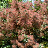 Pruikenboom - Cotinus coggygria - Tuinplanten
