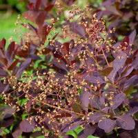 Pruikenboom - Cotinus coggygria - Heesters en vaste planten