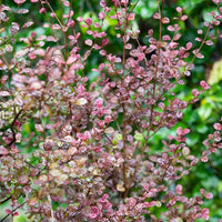 Lophomyrtus Purpurea Nana - Lophomyrtus ralphii 'purpurea nana' - Terras- en balkonplanten